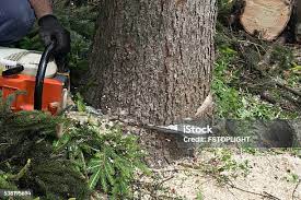 Best Arborist Consultation Services  in Platte City, MO
